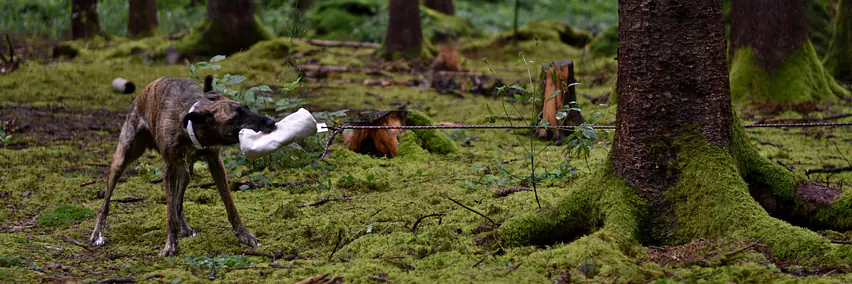 spazierst du noch oder jagst du schon? der hund als beutegreifer