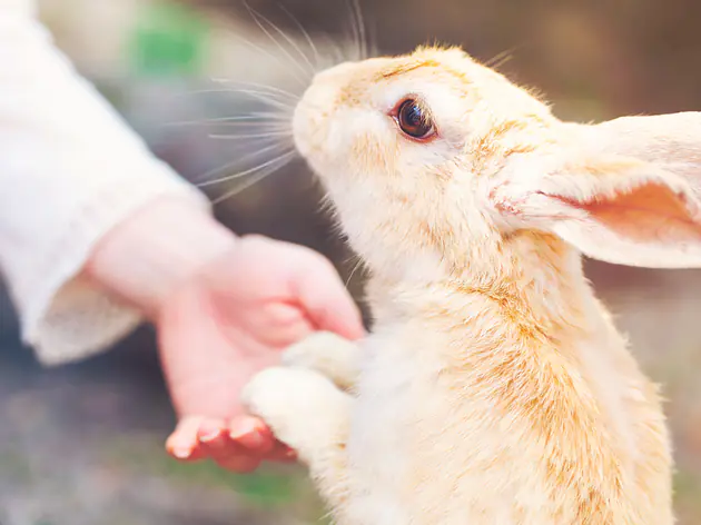 Kremation Nagern, Reptilien, Fischen und Vögeln
